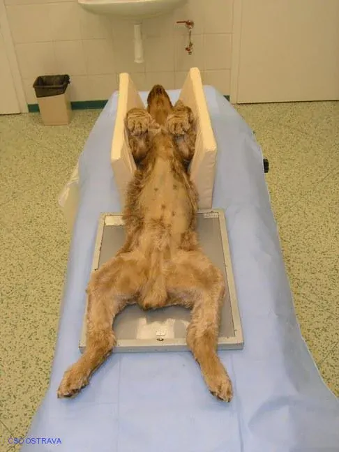 Pomůcka CSO veterinární polohovací - Korýtko střední; 10.3.2