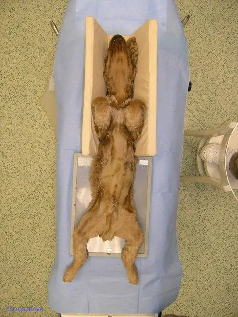Pomůcka CSO veterinární polohovací - Korýtko střední; 10.3.2
