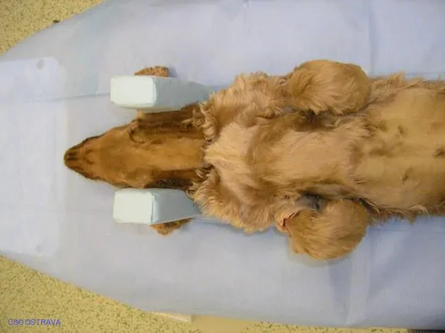 Pomůcka CSO veterinární polohovací - Podkova střední; 10.3.5