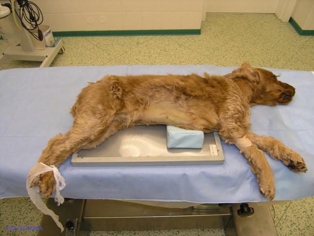 Pomůcka CSO veterinární polohovací - Klín C; 10.3.9
