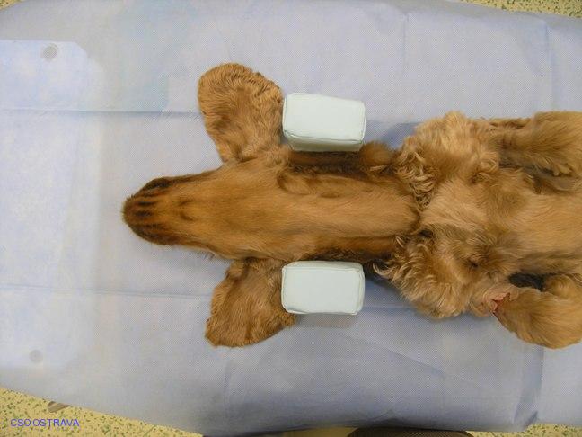 Pomůcka CSO veterinární polohovací - Podkova malá; 10.3.4