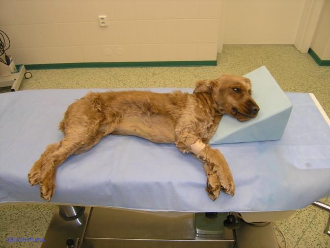 Pomůcka CSO veterinární polohovací - Klín A; 10.3.7