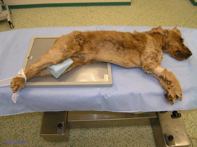 Pomůcka CSO veterinární polohovací - Klín B; 10.3.8