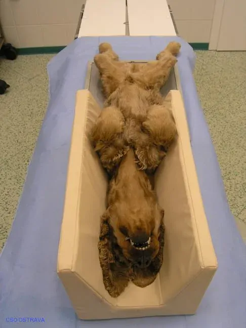 Pomůcka CSO veterinární polohovací - Korýtko střední; 10.3.2