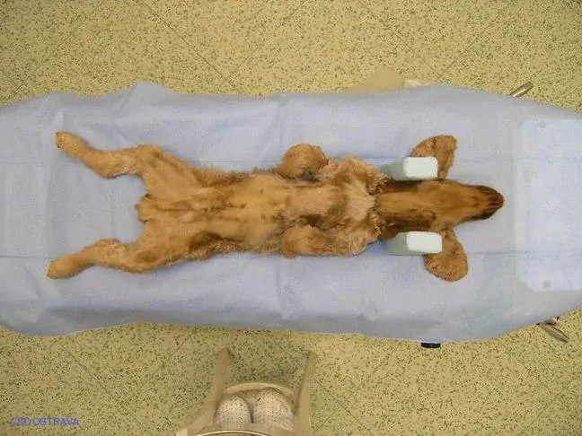 Pomůcka CSO veterinární polohovací - Podkova velká; 10.3.6