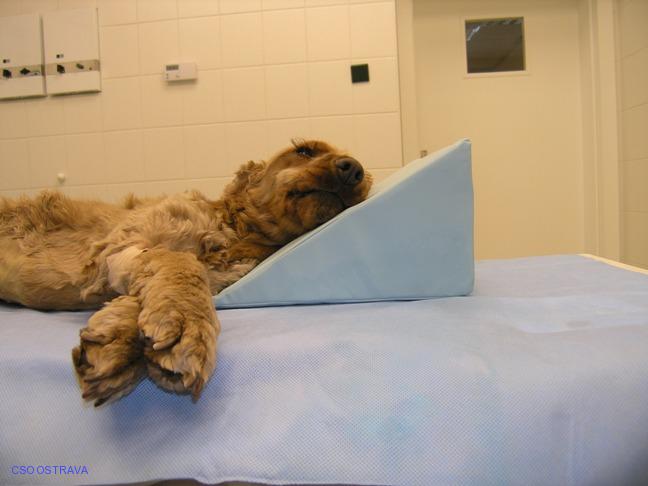 Pomůcka CSO veterinární polohovací - Klín A; 10.3.7