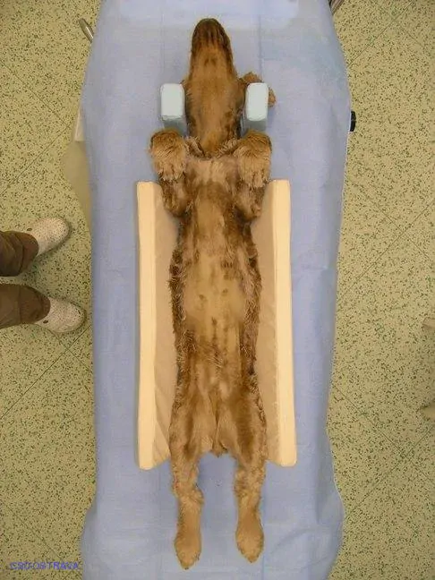 Pomůcka CSO veterinární polohovací - Korýtko malé; 10.3.1