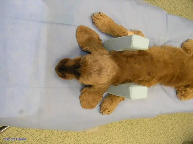 Pomůcka CSO veterinární polohovací - Podkova střední; 10.3.5